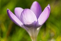 Krokus met tegenlicht
