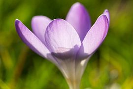 Krokus met tegenlicht sur André Dorst