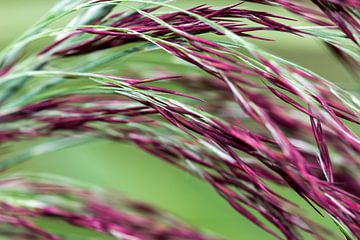 Red culms by FotoSynthese