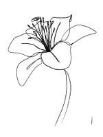 Lily one-line drawing (digital)
