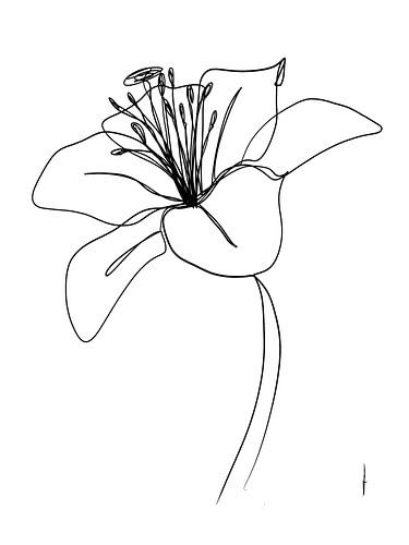 Dessin d'une ligne de lys (numérique)