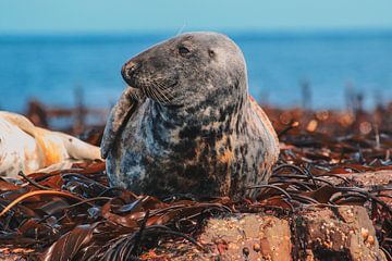 Zeehond