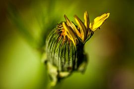 Paardenbloem in de knop von Susan van der Riet