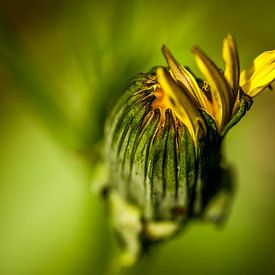 Paardenbloem in de knop van Susan van der Riet