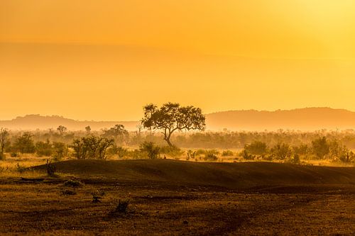 Gouden Uur in Kruger Park – Zuid-Afrika op zijn Puurst