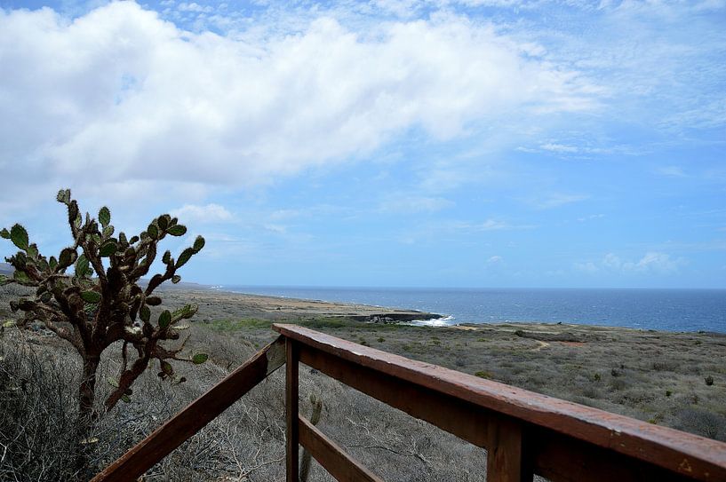 The lonely cactus by Frank's Awesome Travels