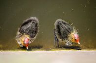Zwei junge Blässhühner von Frans Blok Miniaturansicht