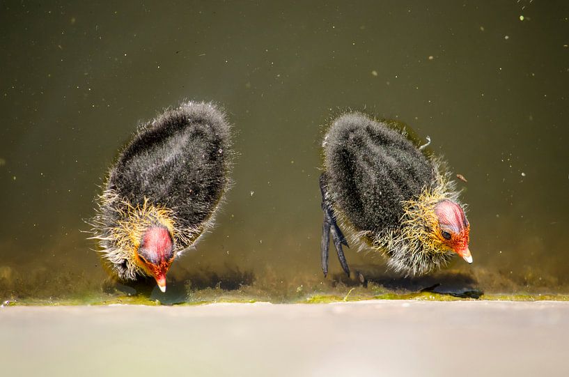 Twee jonge meerkoeten van Frans Blok