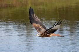 Rotmilan im Flug von Jan van Vreede