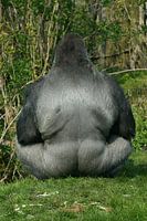 Gorilla