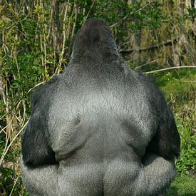 Gorilla van Cornelis van Deursen