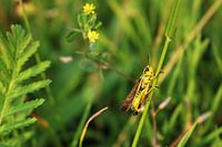 Marsh grasshopper