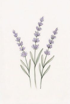 Minimalist Lavender Sprigs Watercolor Line Art Print
