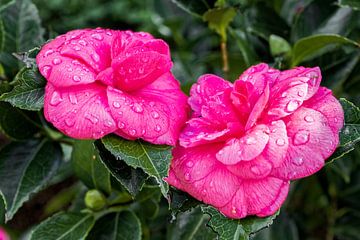 Japanse Camellia 'Debbie' pink - Camellia japonica van Dieter Meyer