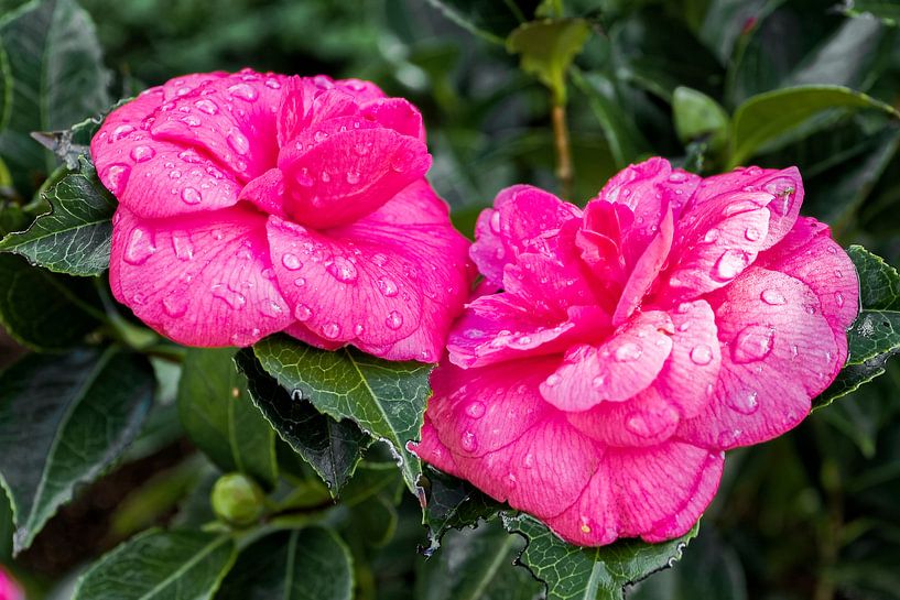 Camellia japonais rose 'Debbie' - Camellia japonica par Dieter Meyer