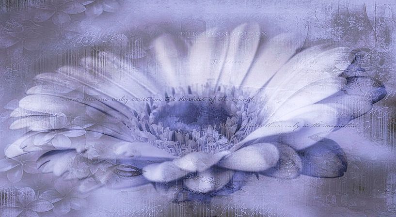 Gerbera purple, with text by Rietje Bulthuis