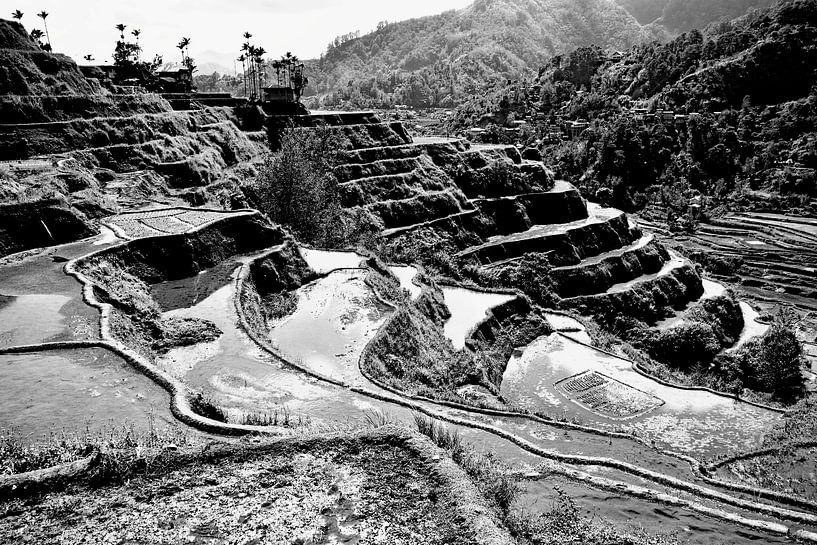Schwarz-weiße Symphonie der Reisfelder von Banaue von Frank Photos