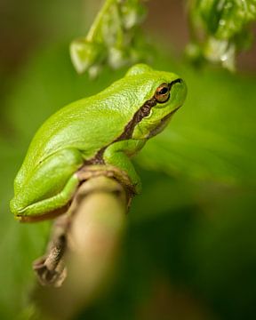 Tree frog on a branch by Stephan Krabbendam