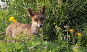 Fuchs