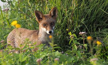 Fox by Loek Lobel