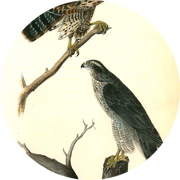 Havik, Goshawk., Audubon, John James, 1785-1851