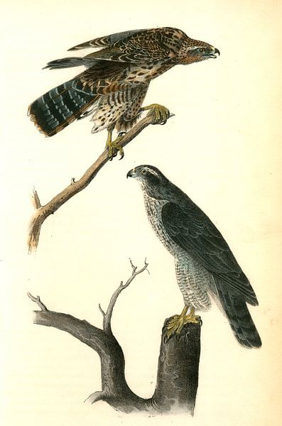Havik, Goshawk., Audubon, John James, 1785-1851 van Liszt Collection