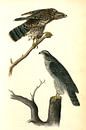 Havik, Goshawk., Audubon, John James, 1785-1851 van Liszt Collection thumbnail