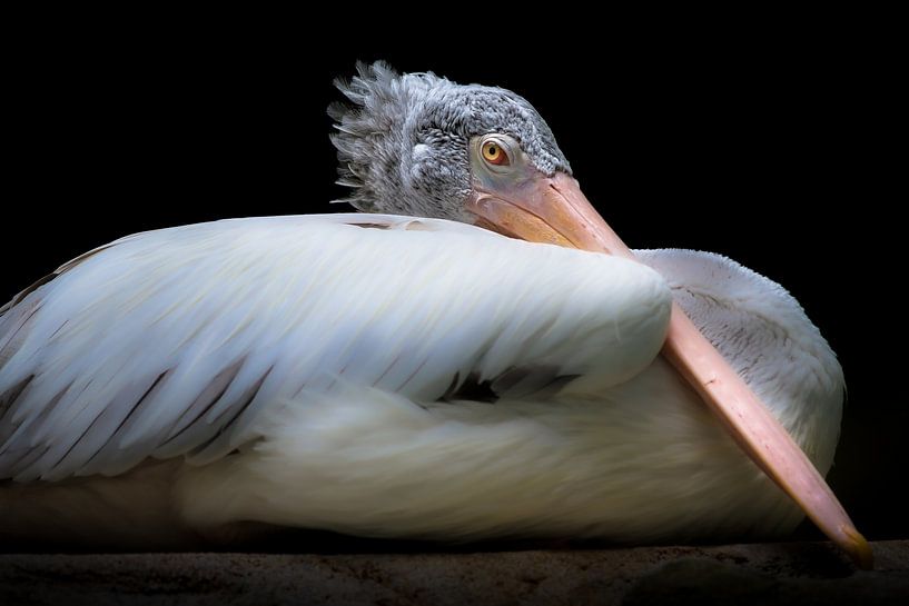 Pélican à plumes douces et bec rose par Jan van Dasler