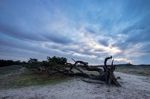 Zonsopkomst landgoed Heidestein Bornia.