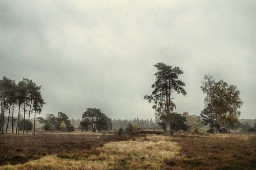 Landschap Leersumse veld, Leersum 