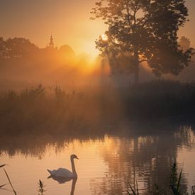 Zwaan in mist en zon van Chalana Smissaert