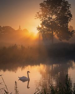 Zwaan in mist en zon van Chalana Smissaert