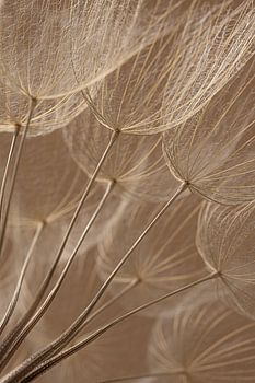 Couleurs chaudes : les peluches de la nature à la lumière