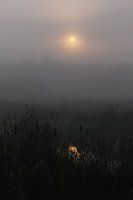 maanlicht