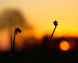 Zonsondergang aan het water.