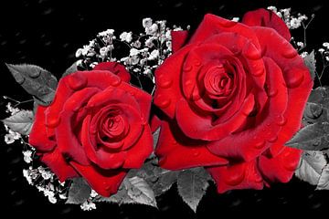 Roses Amour rouge ck sur Barbara Fraatz