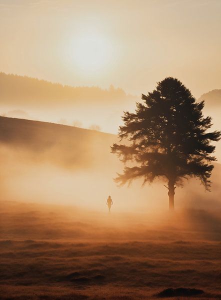 Sunrise in the forest by fernlichtsicht