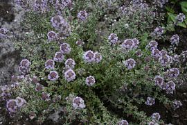 Blühender Thymian aus dem Garten