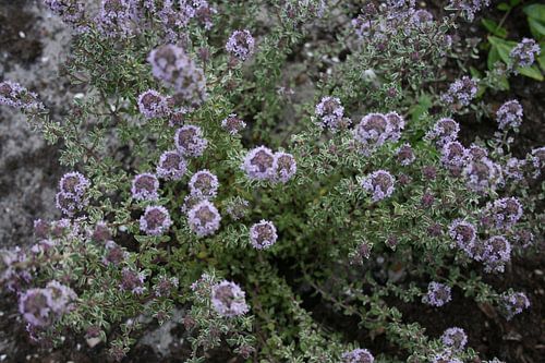 Blühender Thymian aus dem Garten von Floortje Mink
