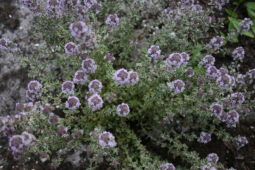 Thyme in bloom from the garden by Floortje Mink
