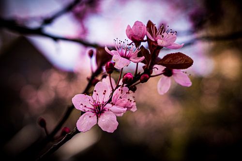 schöne rosa Frühlingsblüte