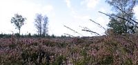 De Veluwe met al haar pracht par Reinder Weidijk Aperçu