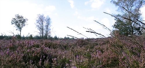 De Veluwe met al haar pracht