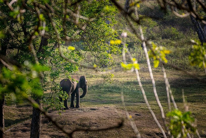 Elefant bei einem Abendspaziergang während des Sonnenuntergangs von Lens & Light Photography