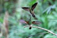 Kolibries van Antwan Janssen thumbnail