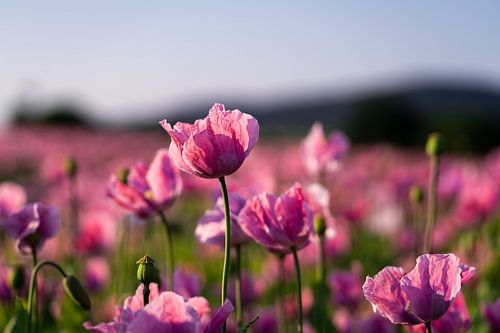 Blühendes Mohnfeld im Sommer