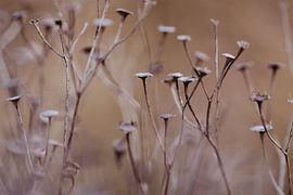 Blumen von Myrthe Vlasveld
