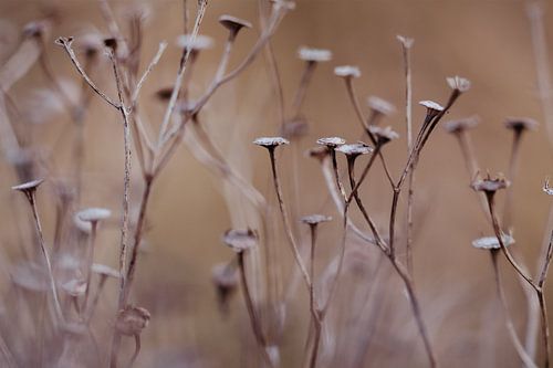 Bloemen