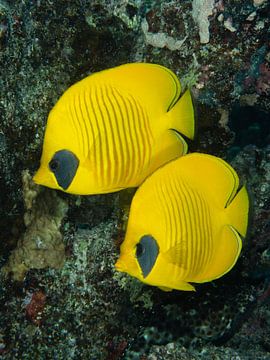 Papillon corail jaune, Egypte, Marsa Alam, Mer Rouge sur René Weterings