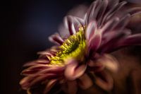 Flower 1